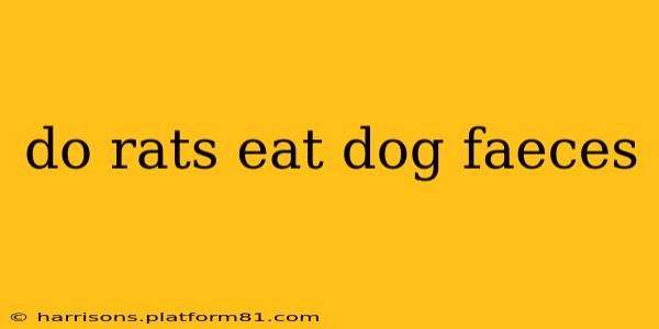 do rats eat dog faeces