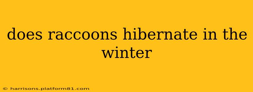does raccoons hibernate in the winter