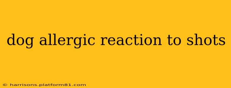 dog allergic reaction to shots