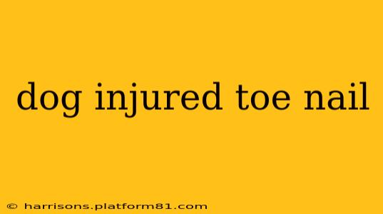 dog injured toe nail
