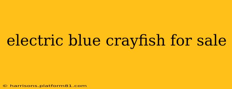 electric blue crayfish for sale