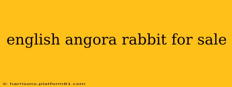 english angora rabbit for sale