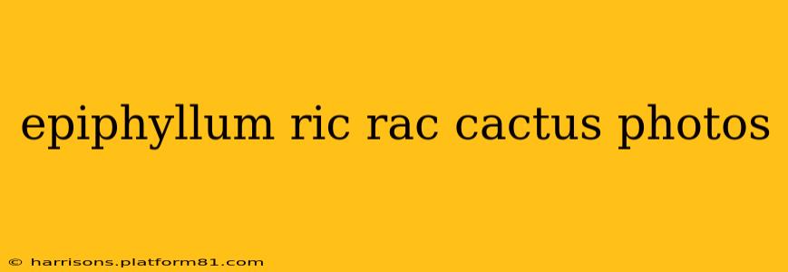 epiphyllum ric rac cactus photos