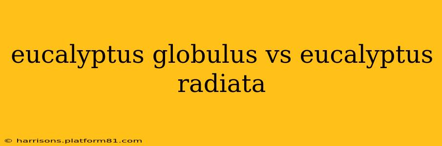 eucalyptus globulus vs eucalyptus radiata