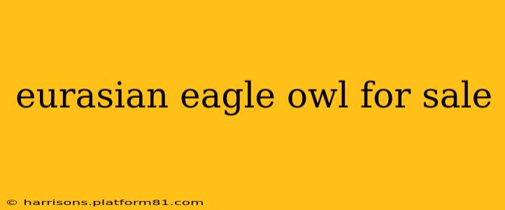 eurasian eagle owl for sale