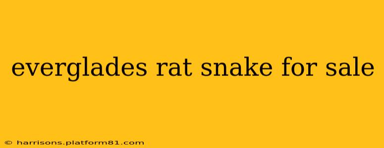 everglades rat snake for sale
