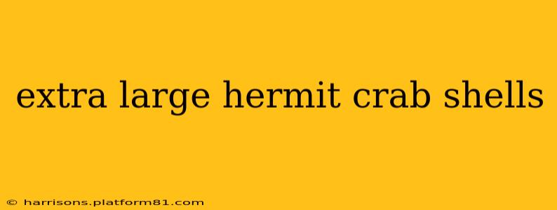 extra large hermit crab shells