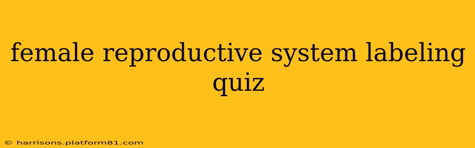 female reproductive system labeling quiz
