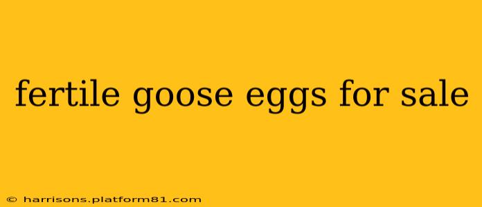 fertile goose eggs for sale