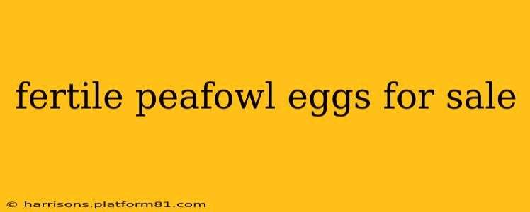 fertile peafowl eggs for sale