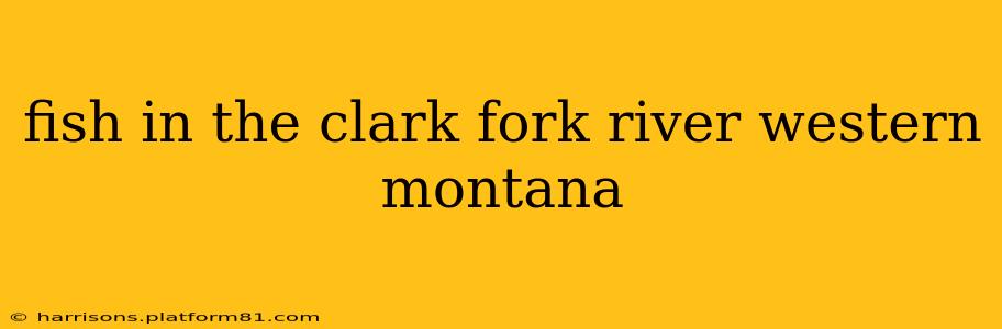fish in the clark fork river western montana