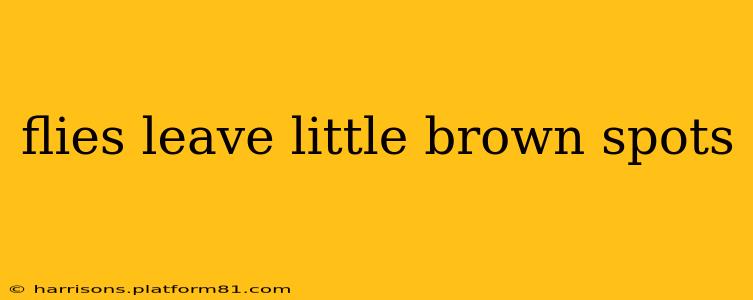 flies leave little brown spots