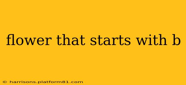 flower that starts with b