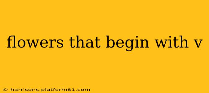 flowers that begin with v