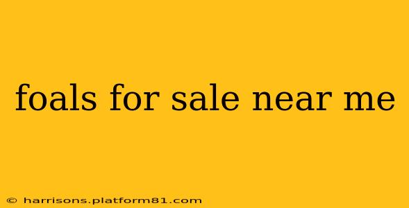 foals for sale near me