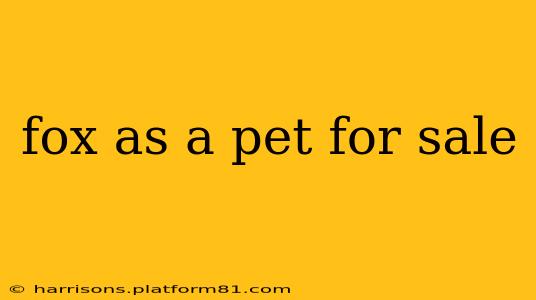 fox as a pet for sale