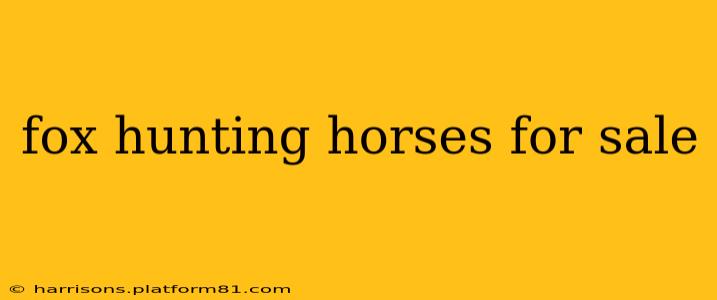 fox hunting horses for sale