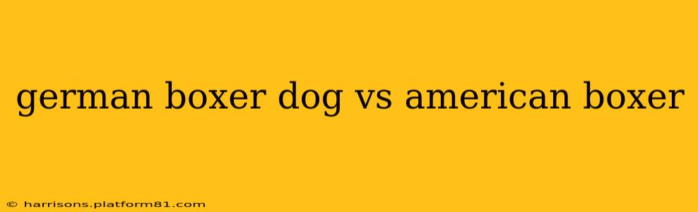 german boxer dog vs american boxer