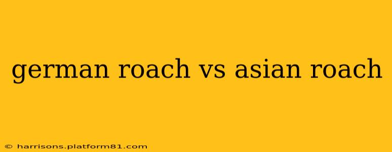 german roach vs asian roach