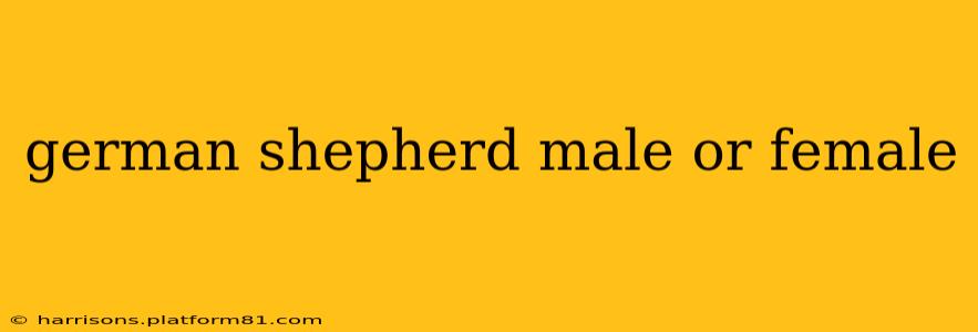 german shepherd male or female