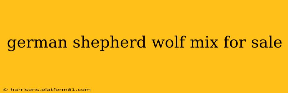 german shepherd wolf mix for sale