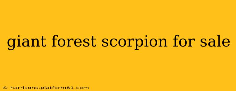 giant forest scorpion for sale