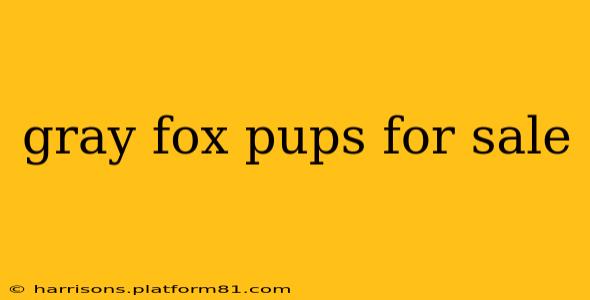 gray fox pups for sale
