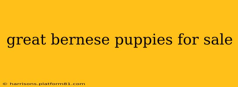 great bernese puppies for sale