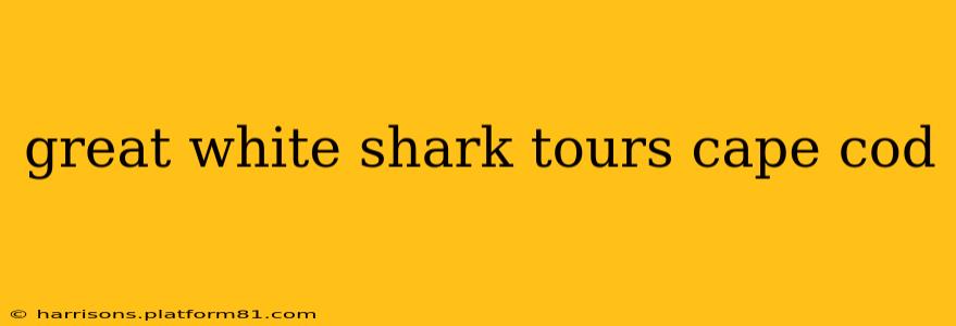 great white shark tours cape cod