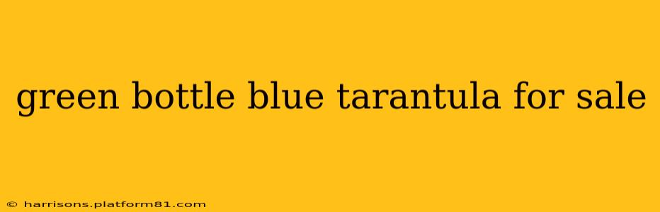 green bottle blue tarantula for sale