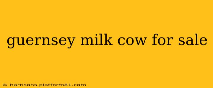 guernsey milk cow for sale