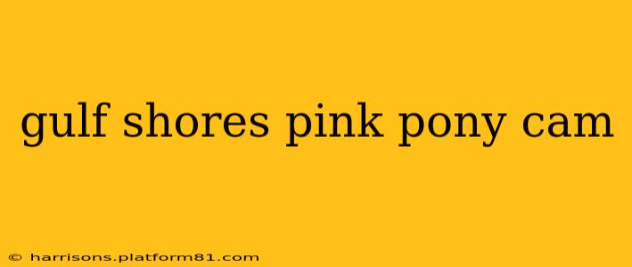 gulf shores pink pony cam