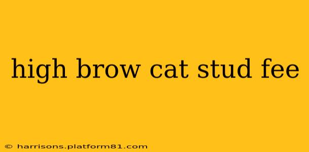 high brow cat stud fee