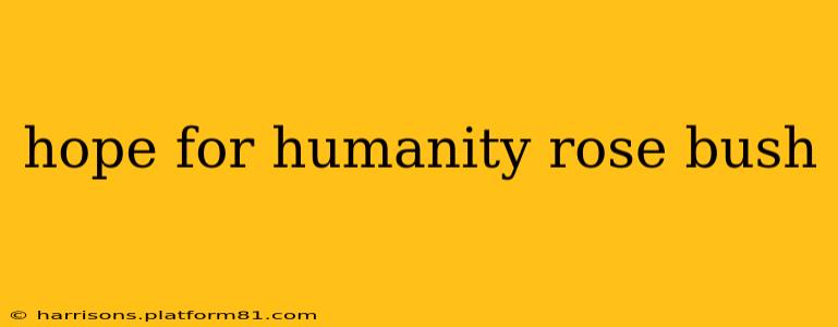 hope for humanity rose bush