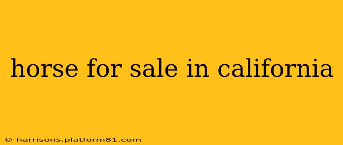 horse for sale in california