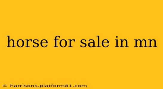 horse for sale in mn