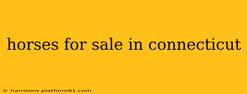 horses for sale in connecticut