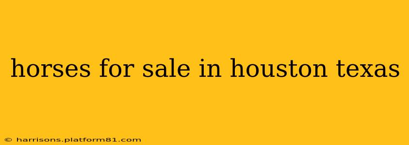 horses for sale in houston texas
