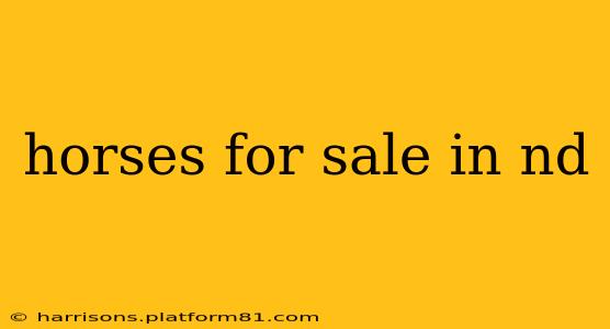 horses for sale in nd