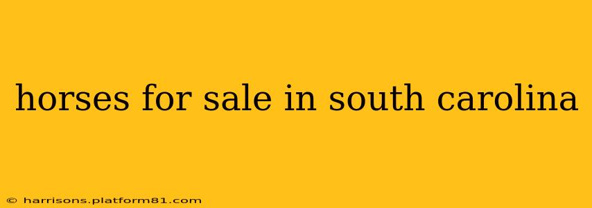 horses for sale in south carolina