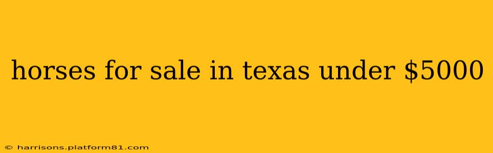 horses for sale in texas under $5000