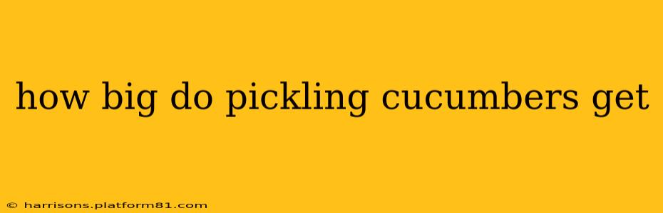 how big do pickling cucumbers get
