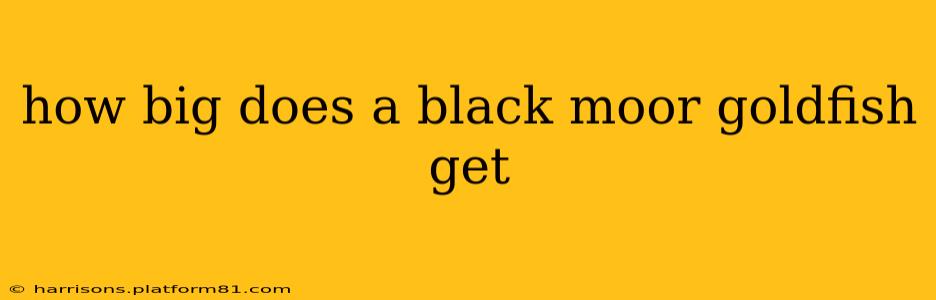 how big does a black moor goldfish get
