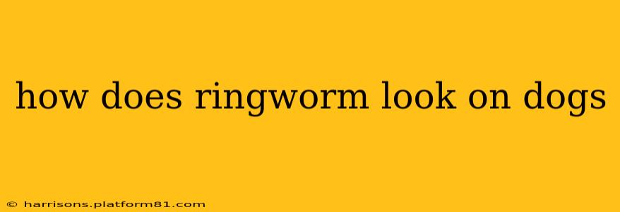 how does ringworm look on dogs