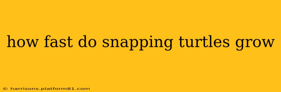 how fast do snapping turtles grow