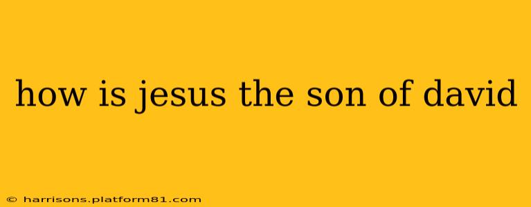 how is jesus the son of david