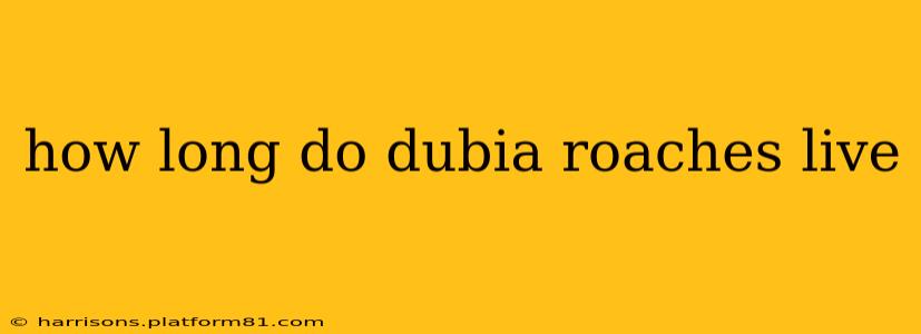 how long do dubia roaches live
