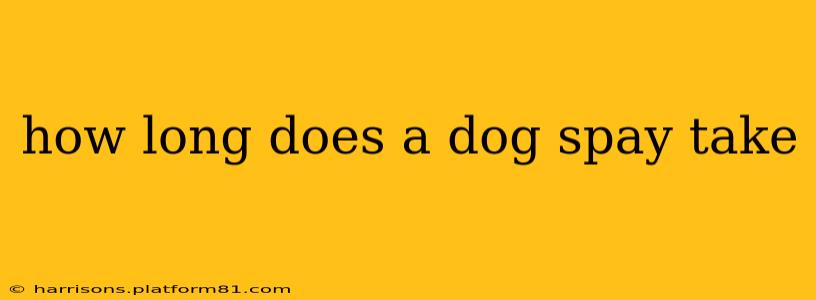 how long does a dog spay take