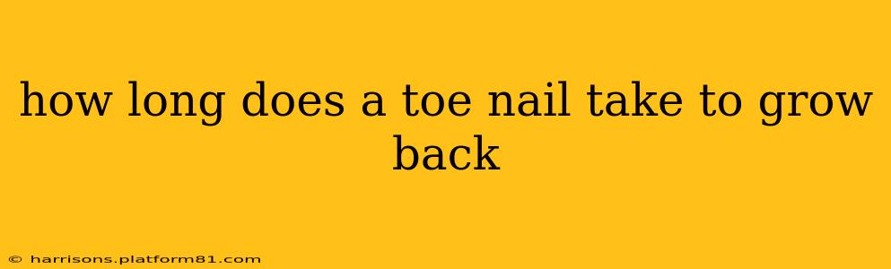 how long does a toe nail take to grow back