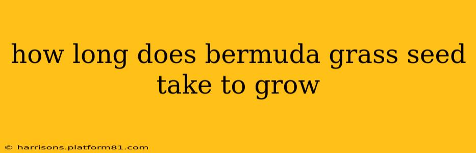 how long does bermuda grass seed take to grow